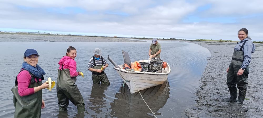 Ações de Restauro na Ria de Aveiro promovem a recuperação da Zostera Noltei